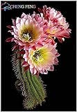 Pinkdose Benessere Piante Celestial - Cactus - pianta in Vaso Piante Anti-Radiazioni Famiglia 100 pc/Pacchetto: Violet foto, miglior prezzo  nuovo 2024
