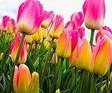 Semi 200pc olandese Cavolo tulipano. Aroma Tulip Plant (non è tulipano lampadine-lampadine trasporto deperibili) Advanced Seeds Bonsai Fiore foto, miglior prezzo EUR 16,09 nuovo 2024