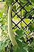 foto Semi di zucca serpente - Lagenaria siceraria - 24 semi - 24 semi
