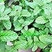 foto SEMI PLAT FIRM-giardino Semi di soia verdure, 20g / sacchetto bianco grandi fagioli home & garden Semi di piante