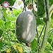 foto 10PCS Mini melone d'inverno (Benincasa hispida) sementi biologiche vegetali commestibili inverno semi del melone a casa palestra di roccia Piante