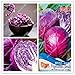 foto Pinkdose Originale Viola cavolo Sementi di verdure Brassica oleracea Piante Semi pacchetto-vero per il giardino domestico