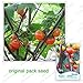 foto 30 semi / pacchetto, Arcobaleno melanzane, semi di balcone Bonsai ornamentali di frutta Melanzane di colore