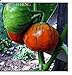 foto Pinkdose 50 Piante di melanzane Pomodoro raccoglierla Quando la Frutta Ã¨ trasformandosi da Verde a casa con Crema Orto Piante + Regalo di mistero: Borgogna