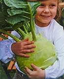 Cavolo rapa, semi di cavolo rapa gigante - Brassica oleracea convar. acephala alef. var. gongylodes - semi foto, miglior prezzo EUR 4,82 nuovo 2024