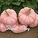 foto Portal Cool 20 Semi di zucca rosa Semi di piante rari Non OGM Delicous Fai da te Sementi di ortaggi