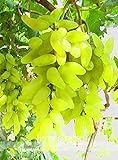 Pinkdose Nuovo arrivo! 100% vera d'oro dito verde dolce uva biologica bonsai, 50 pc/pacchetto, Hardy impianto squisita della frutta, BEB5BB foto, miglior prezzo  nuovo 2024