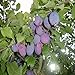 foto Pinkdose 2018 nuovi semi 100PCS organici semi di albero Melanzana Solanum Giardino ornamentale Fiore melanzane: 4