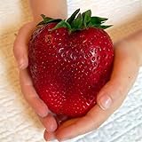 Semi sellify Egrow 100Pcs gigante rosso fragola Heirloom Super Seeds Giappone Strawberry Garden foto, miglior prezzo EUR 3,40 nuovo 2024