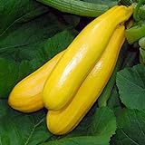 Zucchino giallo Gold Rush F1 (Semente) foto, miglior prezzo EUR 3,00 nuovo 2024