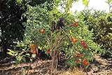 Portal Cool 150 semi Solanum torvum O Albero di spedizione libero della melanzana foto, miglior prezzo  nuovo 2024