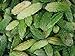foto Asklepios-seeds - 25 Semi di Momordica charantia, Momordica charantia (ampalaya), zucca amara, melone amaro,karela, fu gwa e mara