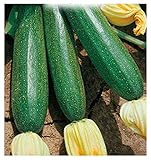 40 C.ca Semi Zucchino Ambassador Hybrid - Cucurbita Pepo In Confezione Originale Prodotto in Italia - Zucchine foto, miglior prezzo EUR 7,40 nuovo 2024