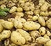 foto Pinkdose 100pcs Giant & amp; I semi di patate viola anti-rughe Nutrizione verde vegetale per il giardino domestico di semina di piante di patate giardino Rare: 5