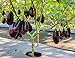 foto Pinkdose 100pcs / pack. Purple melanzane Semi Semi di ortaggi tutto rara pianta bonsai colore melanzana per i rifornimenti di giardino domestiche di trasporto libero: 7