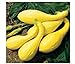 foto 20 semi inizio estate Crookneck Zucchino estivo giallo dorato Heirloom Cream precoce