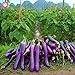 foto Pinkdose 100pcs / pack. Purple melanzane Semi Semi di ortaggi tutto rara pianta bonsai colore melanzana per i rifornimenti di giardino domestiche di trasporto libero: 9