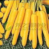 AGROBITS 100 semi/pack di semi di carota gialla semi di ravanello verdure foto, miglior prezzo EUR 8,71 nuovo 2024