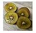 foto 25 frutti di semi Kiwi Selbstbefruchtend x giallo giallo giardino pianta #108