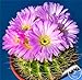 foto Pinkdose Grande promozione! Semillas de Flores 100 pc/Lotto Succulente Pietra Grezza Cactus Bonsai Gambi Tetragonia Fiori in Vaso carnoso, IKAO3W