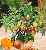 100 mini semi di melone dolce melone albero non GMO-biologica di frutta e semi di ortaggi per il giardino di casa fai da te foto, miglior prezzo EUR 3,49 nuovo 2024