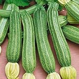 Portal Cool Zucchine - Romanesco - 25 Semi foto, miglior prezzo EUR 9,99 nuovo 2024