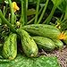 foto Semi di Zucchini Nimba - Cucurbita pepo