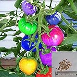 BigFamily 100Pcs Semi di pomodoro arcobaleno Semi di verdure bonsai colorati Home Garden Decor foto, miglior prezzo EUR 3,98 nuovo 2024