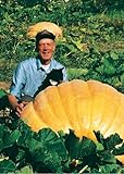 TROPICA - Zucca Gigante atlantico (Cucurbita maxima) - 7 Semi- Zucca foto, miglior prezzo EUR 4,90 nuovo 2024