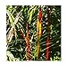 foto 5 Cyrtostachys renda rosso gambo giardino di palme Palma di cera semi #408