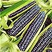 foto Pinkdose Rare Heirloom dolce arcobaleno di mais ibridi piante Buona Confezione 20 pc/pacchetto verdura colorata grano Cereali Semillas Piante Plantas: Viola