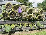 20 pezzi semi di girasole gigante giganti grandi semi di fiori di girasole nero russo semi di girasole per il giardino di casa foto, miglior prezzo EUR 10,99 nuovo 2024