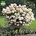foto 50 semi di vaniglia Fragola ortensia fiori per piantare in vaso o terreno facile da coltivare semi di fiori come bonsai o albero