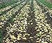 foto Bloom Green Co. 100pcs Giant & amp; I semi di patate viola anti-rughe Nutrizione verde vegetale per il giardino domestico di semina di piante di patate giardino rare: 11