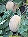 foto 35-40 Fioriere Jumbo semi di melone/melone. Premium USA semi. Heirloom.