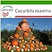 foto SAFLAX - Zucca gigante - 7 semi - Con substrato - Cucurbita maxima