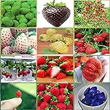 12 confezioni diversi semi di fragola (verde, bianco, nero, rosso, blu, giganti, Mini, Bonsai, Normale Rosso, Pineberry) E3508 foto, miglior prezzo EUR 11,70 nuovo 2024