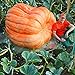 foto Gfone 20pcs / bag semi di zucca semi di zucca gigante di Halloween giardino domestico