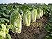foto 500 semi di cavolo cinese cavolo NO-OGM Semi di ortaggi Bok choi Brassica pekinensis piante per giardino di casa