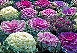 Semi di fiore raro cavolo ornamentale Mix da agricoltura biologica foto, miglior prezzo EUR 7,00 nuovo 2024