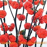 Pinkdose Rare russi semi di zucca melanzane, 100 semi/pacchetto, semi di Heirloom Solanum ornamentali melanzane foto, miglior prezzo  nuovo 2024