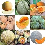 Portal Cool 11: 20 Pz/borsa Semi di melone Delicious Melone Seeds Home Garden Plants Btl8 foto, miglior prezzo EUR 9,99 nuovo 2024