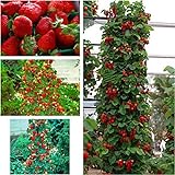 gigante rosso scalare fragola Semi di frutta per casa e giardino fai da te rari semi per bonsai - 10pcs / lot foto, miglior prezzo EUR 0,99 nuovo 2024