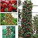 foto gigante rosso scalare fragola Semi di frutta per casa e giardino fai da te rari semi per bonsai - 10pcs / lot