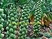 foto 200 semi di cavolo Pak Choi NON OGM Brassica pekinensis Piante semi di verdure per giardino di casa