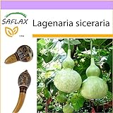 SAFLAX - zucca a bottiglia - 15 semi - Lagenaria siceraria foto, miglior prezzo EUR 3,75 nuovo 2024