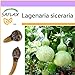 foto SAFLAX - zucca a bottiglia - 15 semi - Lagenaria siceraria