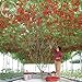 foto Heirloom gigante pomodoro Albero, 100 semi, sano deliziosa nutriente frutti commestibili E3617
