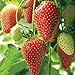 foto Farmerly Semi di fragola (Fragaria Ananassa) Bright Red Fruit ha un grande sapore 100 semi