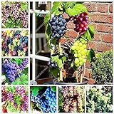 Shoopy Star Multi-Colored: 50 pezzi/bag Miniature Grape Vine Organic seeds arcobaleno semi d'uva Pianta succulenta foto, miglior prezzo  nuovo 2024
